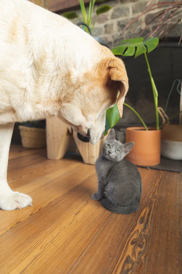 A dog and a cat meeting nose to nose indoors